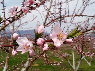 四季折々の志賀高原の風景を紹介致しております。